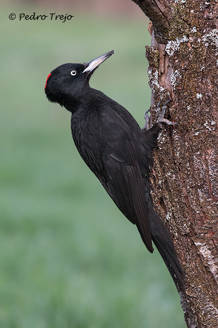 Pito negro (Dendrocopos medius)